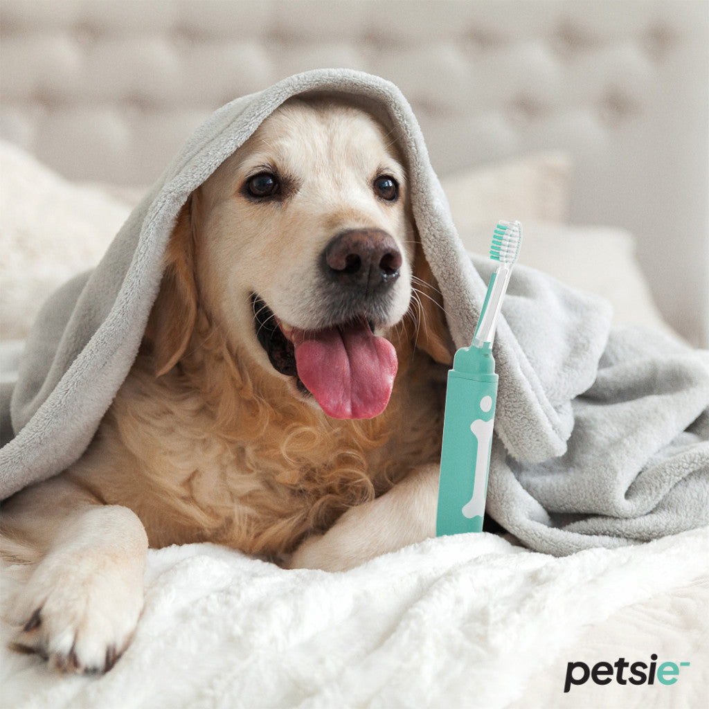 Petsie dog toothbrush (size L 20+kg)-3