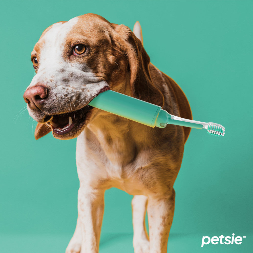 Petsie dog toothbrush (size L 20+kg)-4